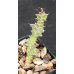 Euphorbia persistens 2-inch pots