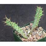 Euphorbia persistens 4-inch pots