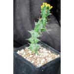 Euphorbia persistens (cutting) one-gallon pots