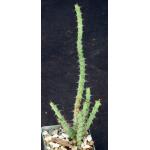 Euphorbia petricola 3-inch pots