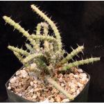 Euphorbia petricola 5-inch pots