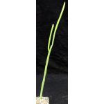 Euphorbia phosphorea 4-inch pots
