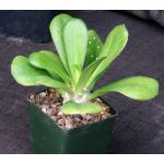 Euphorbia poisonii 4-inch pots