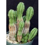 Euphorbia polygona (Bethelsdorp) 12-inch pots