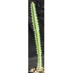 Euphorbia proballyana 4-inch pots