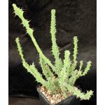 Euphorbia pseudoburuana 5-inch pots
