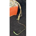 Euphorbia pseudoglobosa 4-inch pots