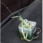 Euphorbia pseudoglobosa 4-inch pots