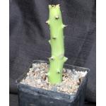 Euphorbia qarad one-gallon pots