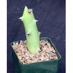 Euphorbia qarad 4-inch pots