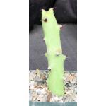 Euphorbia qarad 5-inch pots