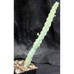 Euphorbia quadrangularis 5-inch pots
