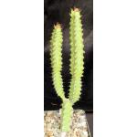 Euphorbia quadrilatera 4-inch pots