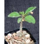 Euphorbia razafindratsirae 2-inch pots