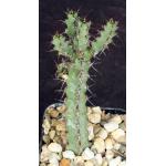 Euphorbia reclinata (WY 1121) 2-inch pots