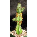 Euphorbia restricta 4-inch pots