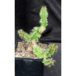 Euphorbia restituta 5-inch pots