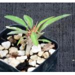 Euphorbia rossii 2-inch pots