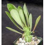 Euphorbia royleana 4-inch pots