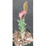 Euphorbia royleana 4-inch pots