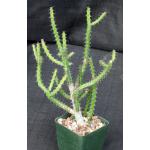 Euphorbia rubrimarginata 4-inch pots