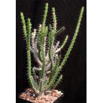 Euphorbia rubrimarginata 5-inch pots
