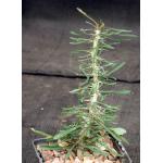 Euphorbia sakarahensis 5-inch pots