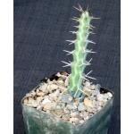 Euphorbia samburuensis 4-inch pots