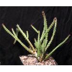 Euphorbia saxorum one-gallon pots