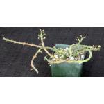 Euphorbia septentrionalis var. gamugofana 4-inch pots