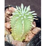 Euphorbia stellispina 2-inch pots