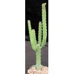 Euphorbia songweana 5-inch pots