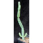 Euphorbia laikipiensis one-gallon pots