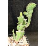 Euphorbia sp. Edward Hummell (crest) 5-inch pots