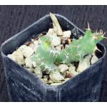 Euphorbia sp. aff. tortirama (Greyton) 2-inch pots