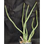 Euphorbia sp. (Singida Province, Tanzania ES 2119) 5-inch pots