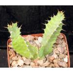 Euphorbia sp. aff. tortirama (Greyton) 4-inch pots