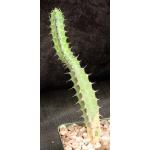 Euphorbia sp. (Laikipia Plateau, Kenya) 4-inch pots