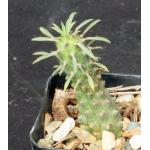 Euphorbia sp. spiraling hybrid 2-inch pots