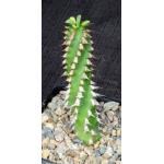 Euphorbia sp. ‘weirdii’ 5-inch pots