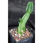 Euphorbia sp. aff. fruticosa 5-inch pots