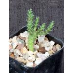 Euphorbia gorgonis (GM066) 2-inch pots