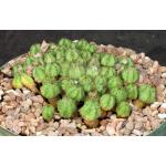 Euphorbia sp. monstrose 8-inch pots