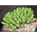 Euphorbia sp. monstrose one-gallon pots