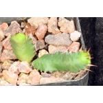 Euphorbia squarrosa 2-inch pots