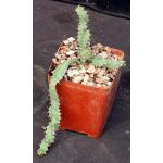 Euphorbia squarrosa (hybrid) 4-inch pots