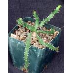 Euphorbia squarrosa (hybrid) 5-inch pots