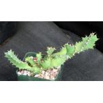 Euphorbia sp. aff. tortirama (Greyton) 4-inch pots