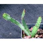 Euphorbia stellata 2-inch pots