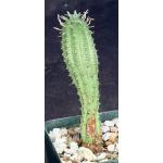 Euphorbia stellispina 4-inch pots